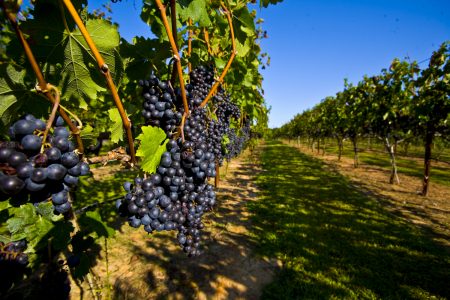 Vineyard1 Vineyard1